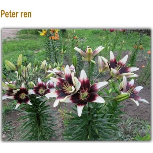Peter ren Full Diamond Painting Flower Cross Stitch Arts and Crafts Lily Garden 5d Diamond Mosaic Picture of Rhinestones image