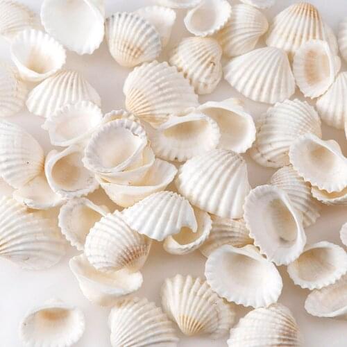Mix Aquarium Beach Landscape Natural Seashells Decorations Scallop Shells DIY Mixed Bulk Sea Shell Jewelry Crafts Wall Decor