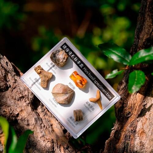 6x Mineral Specimens Natural Stone Rock Science Collectible Gifts Science Learning