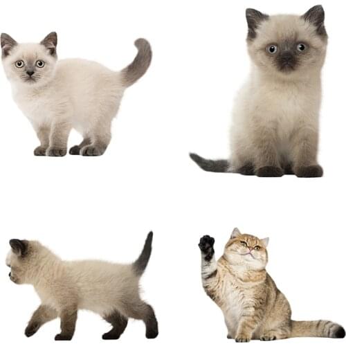 Three Ratels british shorthair cat wall sticker art for bedroom home decoration living room children bedroom DIY car sticker