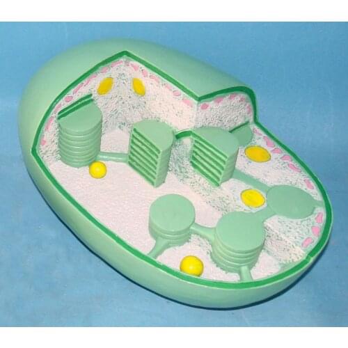 Chloroplast Structure Comparison Model Plant anatomy Teaching Model free shipping