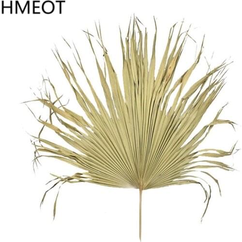 Palm Fan Leaf Dried Flower Natural Plants Leaves Window Reception Party Art Wall Hanging Decoration Wedding Arch Arrangement