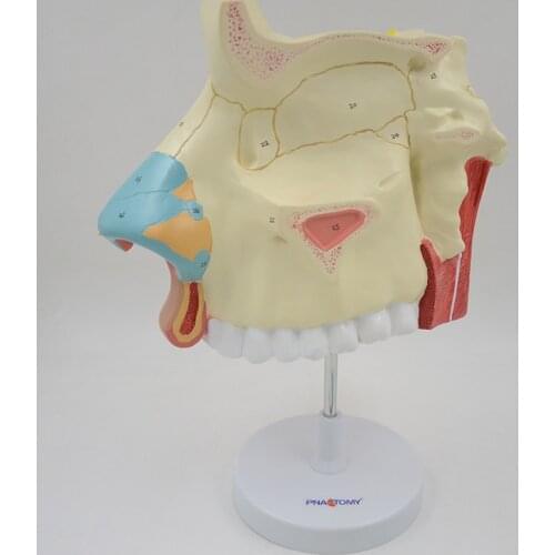 3 times enlarged nasal cavity model human nose anatomical model olfactory epithelium nasal septum anatomy medical teaching tool