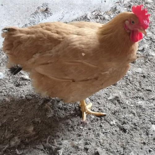 500 Pcs Metal Bird Foot Ring Bands Clip on Leg Rings for Pigeon Dove Chicks Bantam Quail Lovebirds Finch Small Poultry