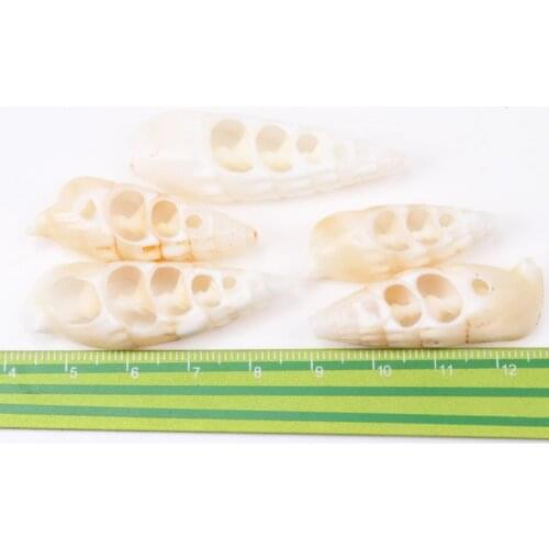 White Natural Spiral Shell SeaShells Conch Zeeschelp for DIY handmade Home decor jewelry making Scrapbooking Craft 5pcs 40-55mm