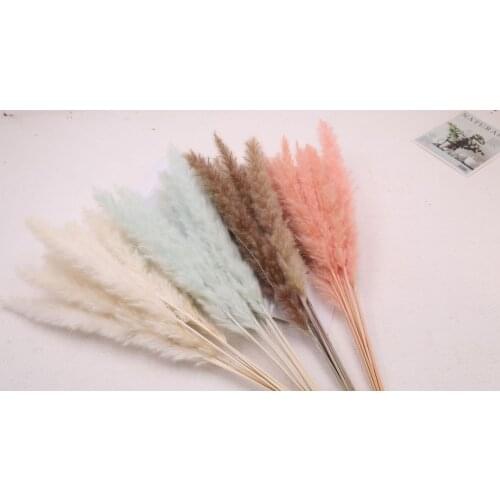 30Pcs Bulrush Natural Dried Small Pampas Grass Phragmites Home Christmas decoration diy dried flower bouquet Flower arrangement