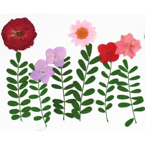 Bitter Thorn Leaf Natural Real Flower Embossed Plant Specimen DIY Glue Phone Case Photo Frame Material