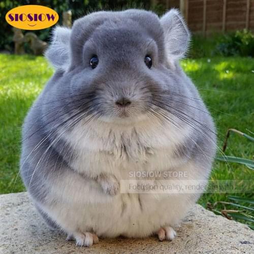 Diy 5d Diamond Painting Totoro Chinchillas Diamond Embroidery Animals Full Drill Round Square Resin Cross Stitch Home Decoration