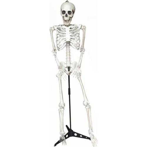 Life Size Skeleton on Stand 100% Plastic Life Size Skeleton Haunted House Escape Horror props Halloween Decorations