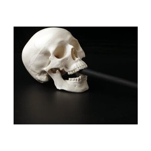 1Pc Mini Skull Human Anatomical Anatomy Head Medical Model Convenient 92x99x71mm