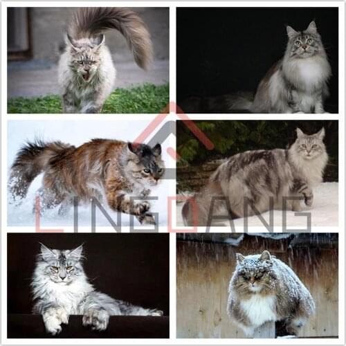 5D DIY Diamond Painting Full Square Round Drill Animal Maine Coon Cat Diamond Embroidery Cross Stitch Mosaic Large Cat Art Decor