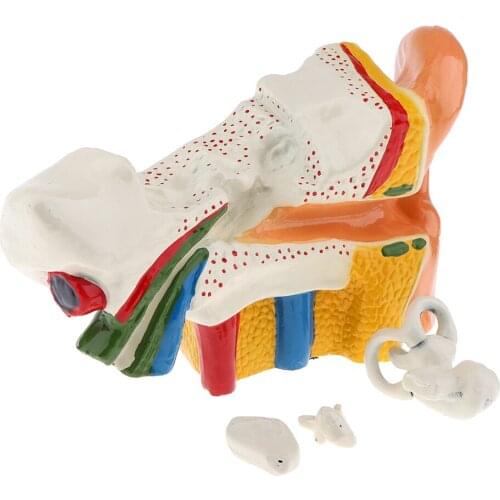 6 Times Magnification Human Ear Joint Outer Middl Inner ear Model with Base School Teaching Supplies