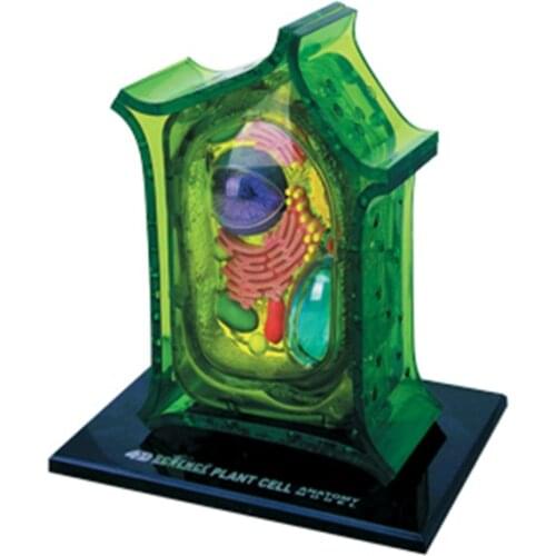 4D Plant Animal Cell Anatomical Skeleton Model Dimensional Toy Anatomical Medical Science Education Equipment Detachable Parts