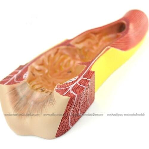 CMAM/12552 VISCERA- Human Anus Model, Human Digestive System Medical Teaching Anatomical Model