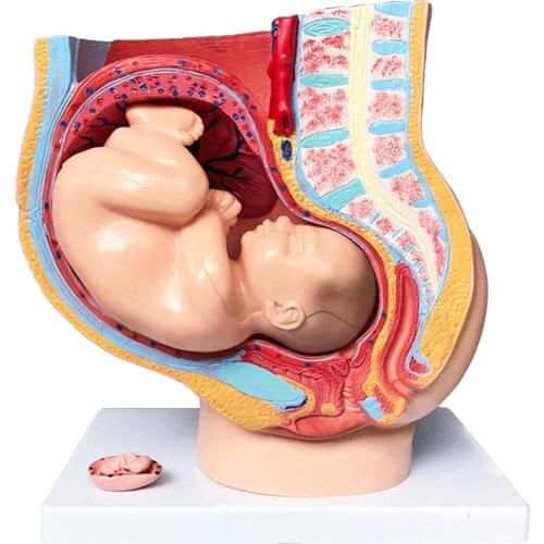 Pregnancy Anatomical Models Human Female Pelvic Section Pregnancy Anatomical Model with Pregnancy 9 Months Baby Fetus Model