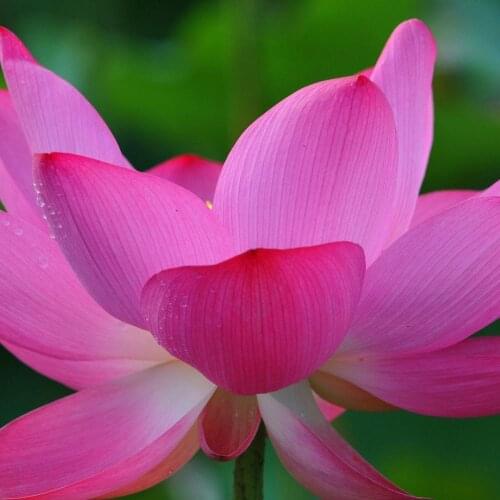 A123 Replenishment order Obtaining recipient address Special link