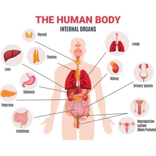 The Human Body Internal Organs Art print Silk poster Home Wall Decor