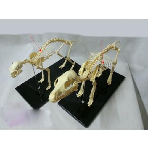 Free shipping animal skeleton model dog skeleton cat skeleton model educational model