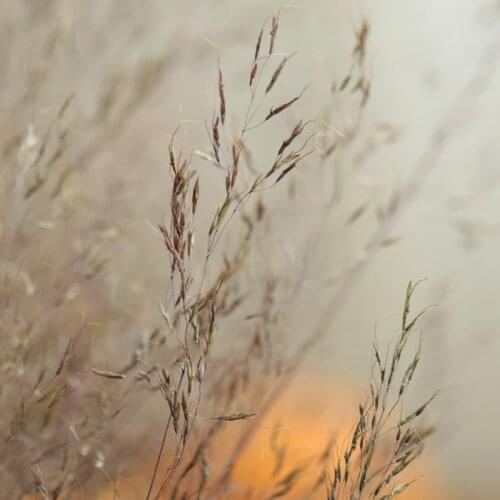 100 stems Dried Muhly Grass Bunch Natural Plants Floral Miscanthus heteroph Bouquet Home Decoration Accessorie