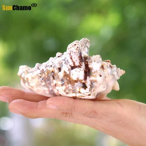 Golden Dragonhead Natural Conch Shell Aquatic Aquarium Landscape Mediterranean Decoration Creative Microlandscape