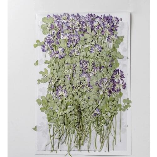 120pcs Pressed Dried Astragalus Sinicus L Flower Plants Herbarium For Epoxy Resin Jewelry Making Makeup Nail Art Craft DIY