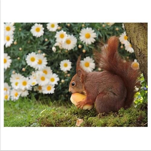 5D latest DIY squirrel diamond embroidery home decoration embroidery animal full diamond square needlework diamond painting mosa