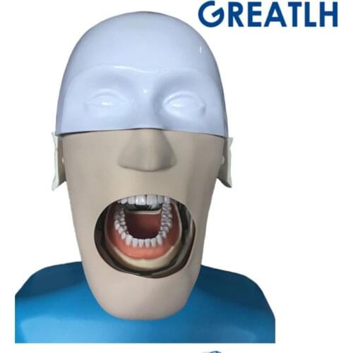 Dental manikins Phantom Head model for dentistry and dental technology Sennior manikins Phantom Teaching demonstration model