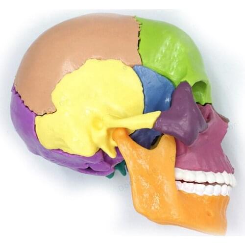 1/2 Life Size 15 Parts Human Anatomy Colorful Assembled Skull Medical Model Human Skeleton Toy
