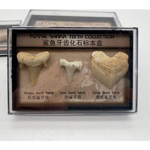 Hot Shark Tooth Fossil Specimen Natural Stones Decoration Marine Science Teaching Materials Gift Home Decoration