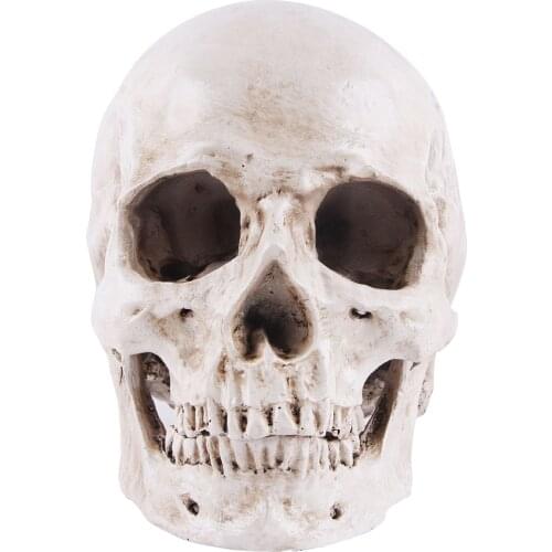 Simulation Resin Lifesize 1:1 Human Skull Model Medical Anatomical Tracing Teaching Skeleton Skull Decoration Home Decor Statue