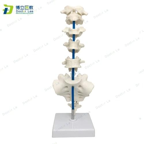 6 Parts Human Lumbar Vertebrae with Caudal Sacrum Skeleton Model for Medical Supplies and Equipment