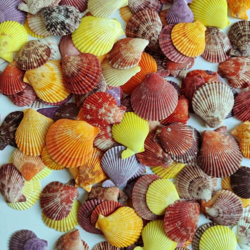 Natural colorful shells, starfish and conch desktop ornaments DIY materials