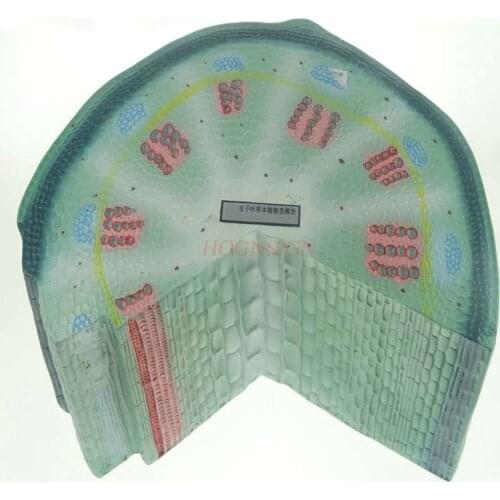 Dicotyledon stalk model junior high school biology experiment equipment middle school teaching instrument