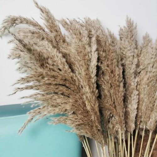 Dried Flowers Pampas Grass HOME Decor outdoor Fluffy Tall 20-22'' Wedding Natural Bouquet For Home Christmas Decorations Vase