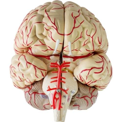 Human Anatomical Brain Epiphysis Dissection Medical Organ Teach Model