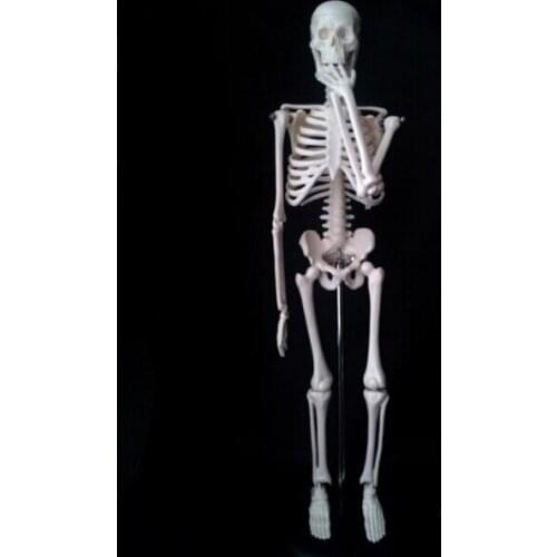 45cm human skeleton model Removable human skeleton model skeleton anatomical model solution