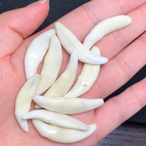 1Pcs Natural 100 percent Wolf teeth, can DIY necklace, bracelet home decoration