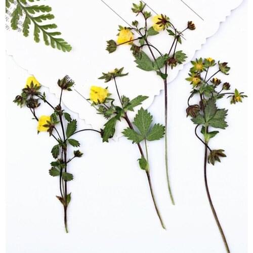 100pcs Pressed Dried Yellow Wild Strawberry Flowers With Stalk Plants Herbarium For Jewelry Phone Case Bookmark Making DIY