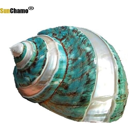 Natural Conch Shell Super Great Green Snail Great Green Screw Aquarium Landscape Mediterranean Home Specimens Decoration Crafts