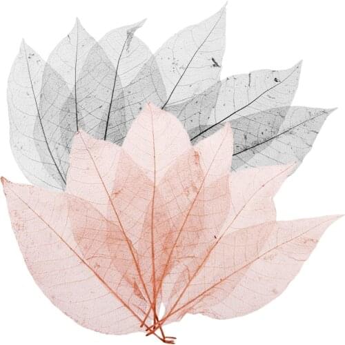 100 Pieces Natural Magnolia Skeleton Leaves Embellishment for Scrapbook DIY Crafts Bookmark Black Coffee