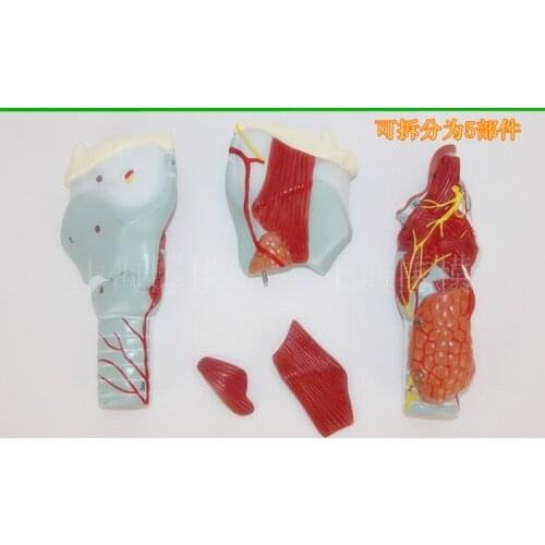3X Throat Anatomy Enlarged Model larynx Throat Anatomical Thyroid Model