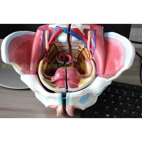 Human female Pelvis. with Pelvic floor muscles and nerve anatomical model with lumbar spine Genital anatomy