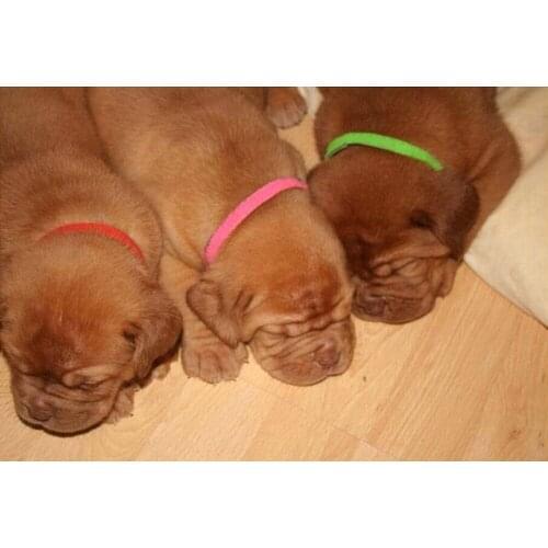 12 Pieces Of Puppy And Kitten Pet Identification Collar Adjustable Nylon Small Pet Dog Collar Kitten Necklace Puppy Collar