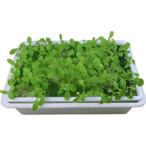 Seedling Starter Trays Reusable Suitable Perfect Sprouting Tray Yard Garden