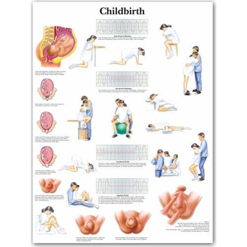 WANG ART back to school Childbirth Chart Anatomical Charts Posters Anatomy Canvas Print Wall Pictures Medical Education Office