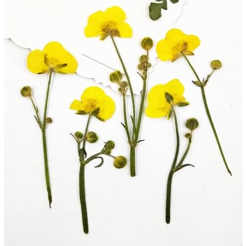 16Pcs Multi Real Pressed Leaves Dried Flower Dry Leaves Embellishments DIY Pendants Card Making Scrapbooking Art Crafts Jewelry