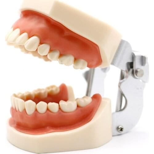 Dental Teaching Model Standard Dental Typodont Teeth Model Demonstration With Removable Teeth 200H 32pcs Soft Gum