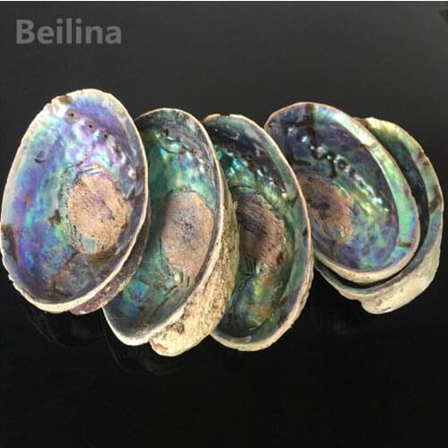 1lot(2pcs) New Zealand Natural abalone shell Conch DIY Home Craft Decoration Aquarium Landscaping Wedding Landscape Decoraition