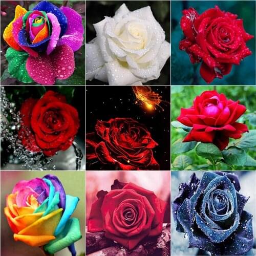 New 5D DIY Diamond Painting Full Square Round Drill Rose Flower Diamond Embroidery Scenery Cross Stitch Home Decor Manual Gift