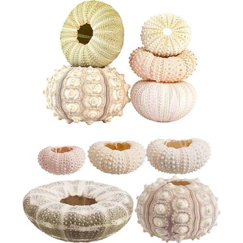 Natural Sea Urchin Shell for Decoration Conch Tillandsia Potted Plant Coquillage Undefined Home Decoration Accessories